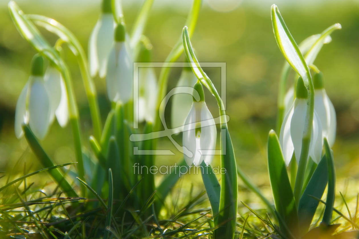 Bild-Nr.: 10863870 Frühlingsboten erstellt von Steffen Gierok