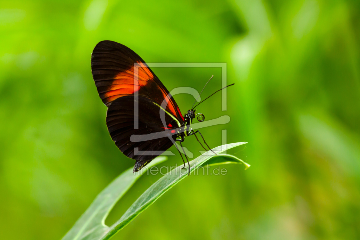 Bild-Nr.: 10864060 Schmetterling erstellt von Uwe Jahn