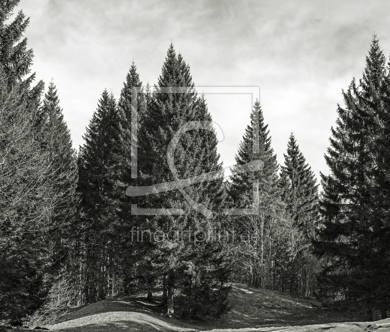 Bild-Nr.: 10866108  TIROL - Waldbild in Schwarzweiss erstellt von wompus