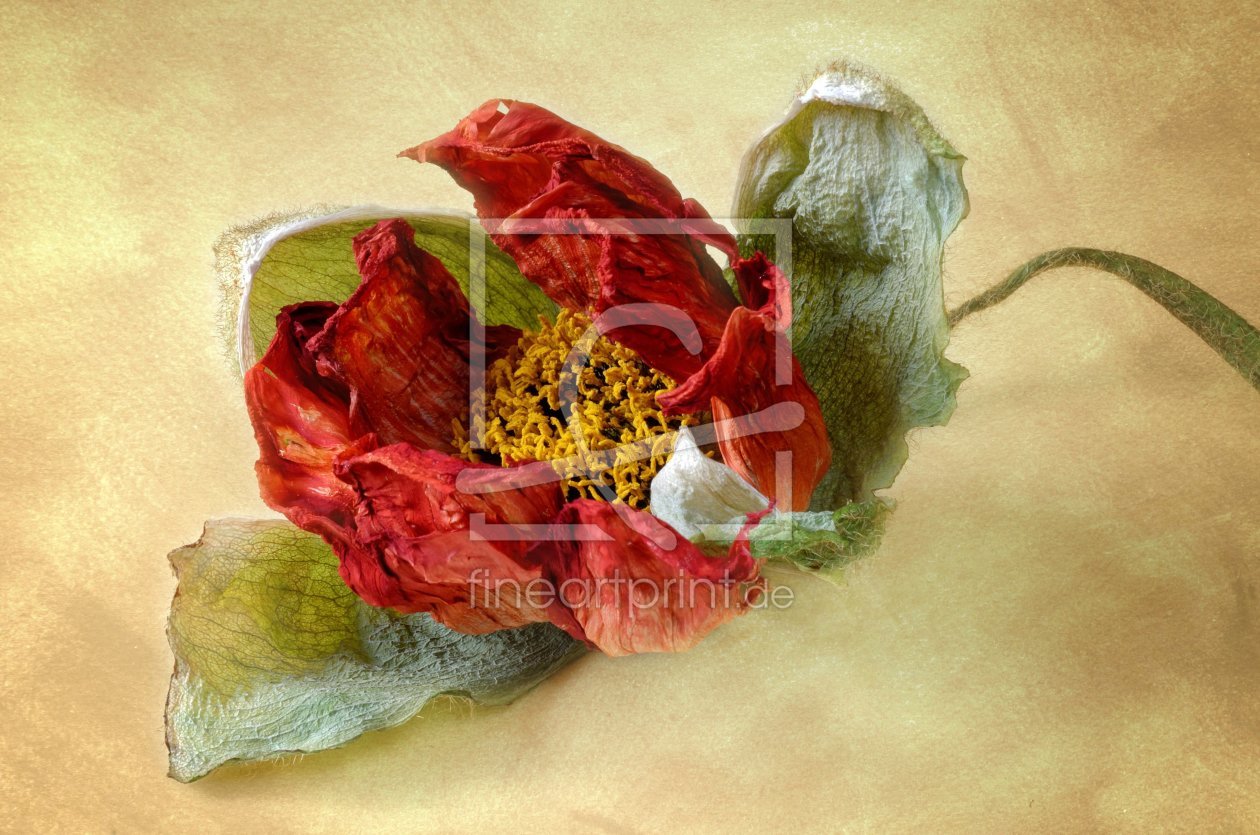 Bild-Nr.: 10867022 Mohnblüte erstellt von Rolf Eschbach