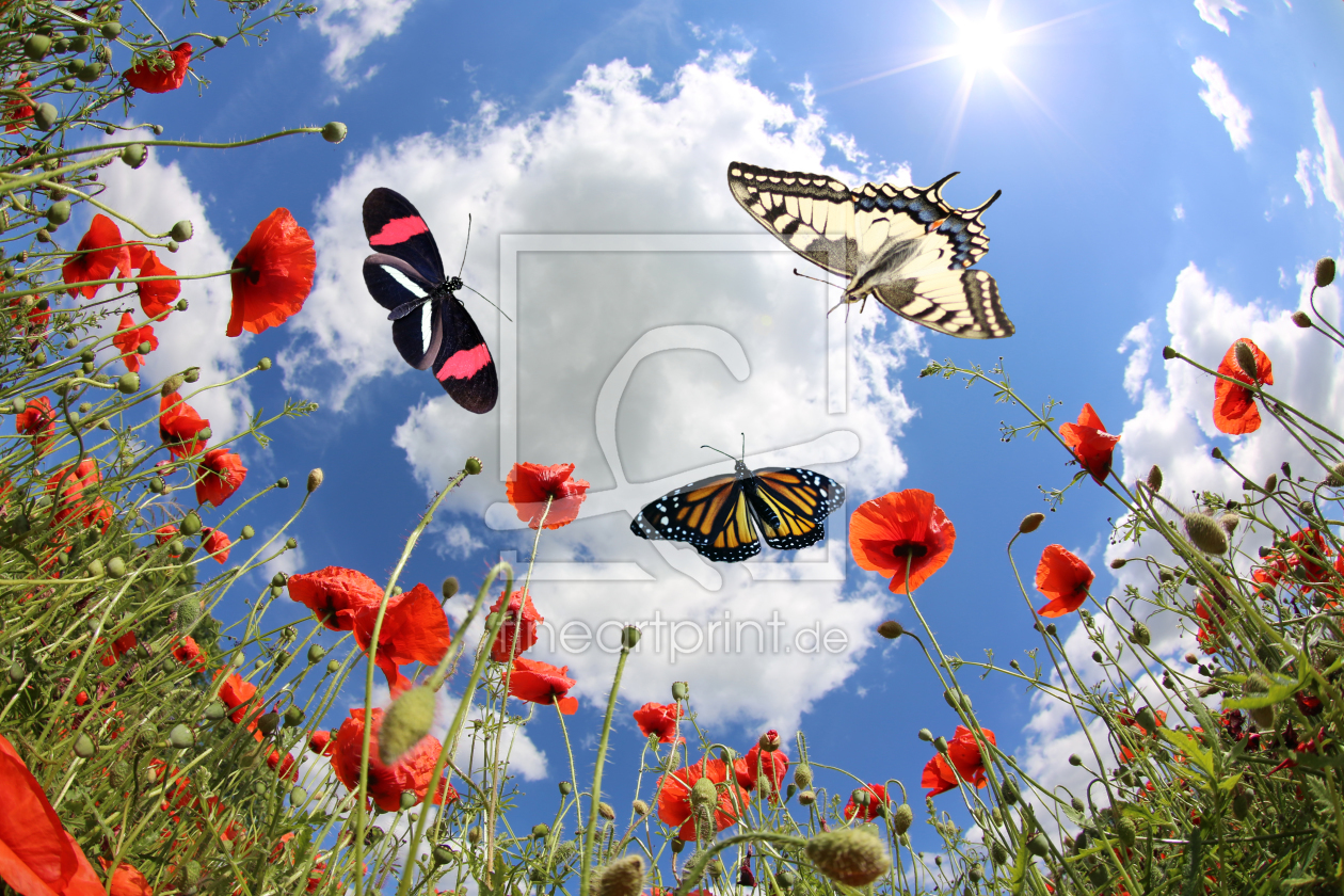 Bild-Nr.: 10867510 Butterflies at springtime erstellt von Marcel Schauer