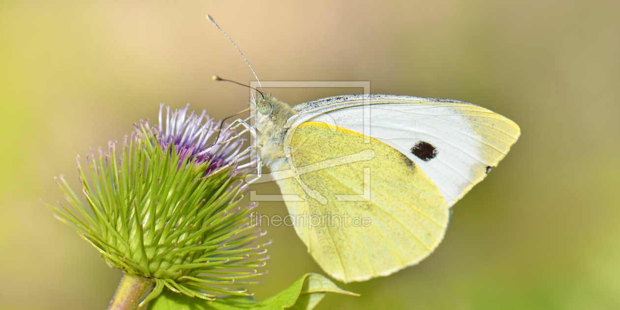 Bild-Nr.: 10868548 Schmetterling erstellt von Atteloi