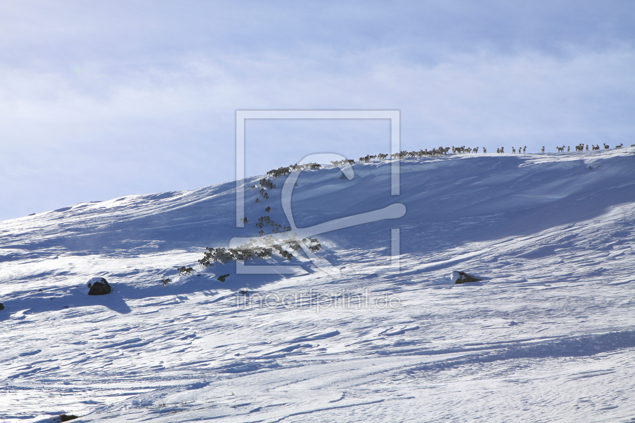 Bild-Nr.: 10868672 Wildlebende Rentierherde in Südnorwegen erstellt von BilderWerkstatt