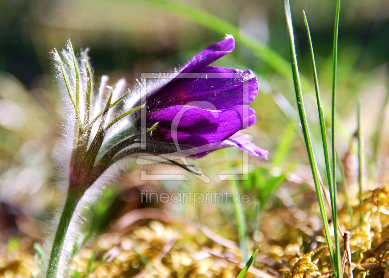 Bild-Nr.: 10868914 Pulsatilla vulgaris erstellt von GUGIGEI