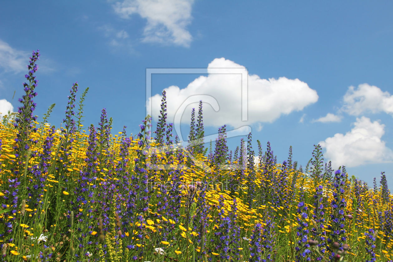 Bild-Nr.: 10869534 Wildblumenwiese erstellt von SusaZoom