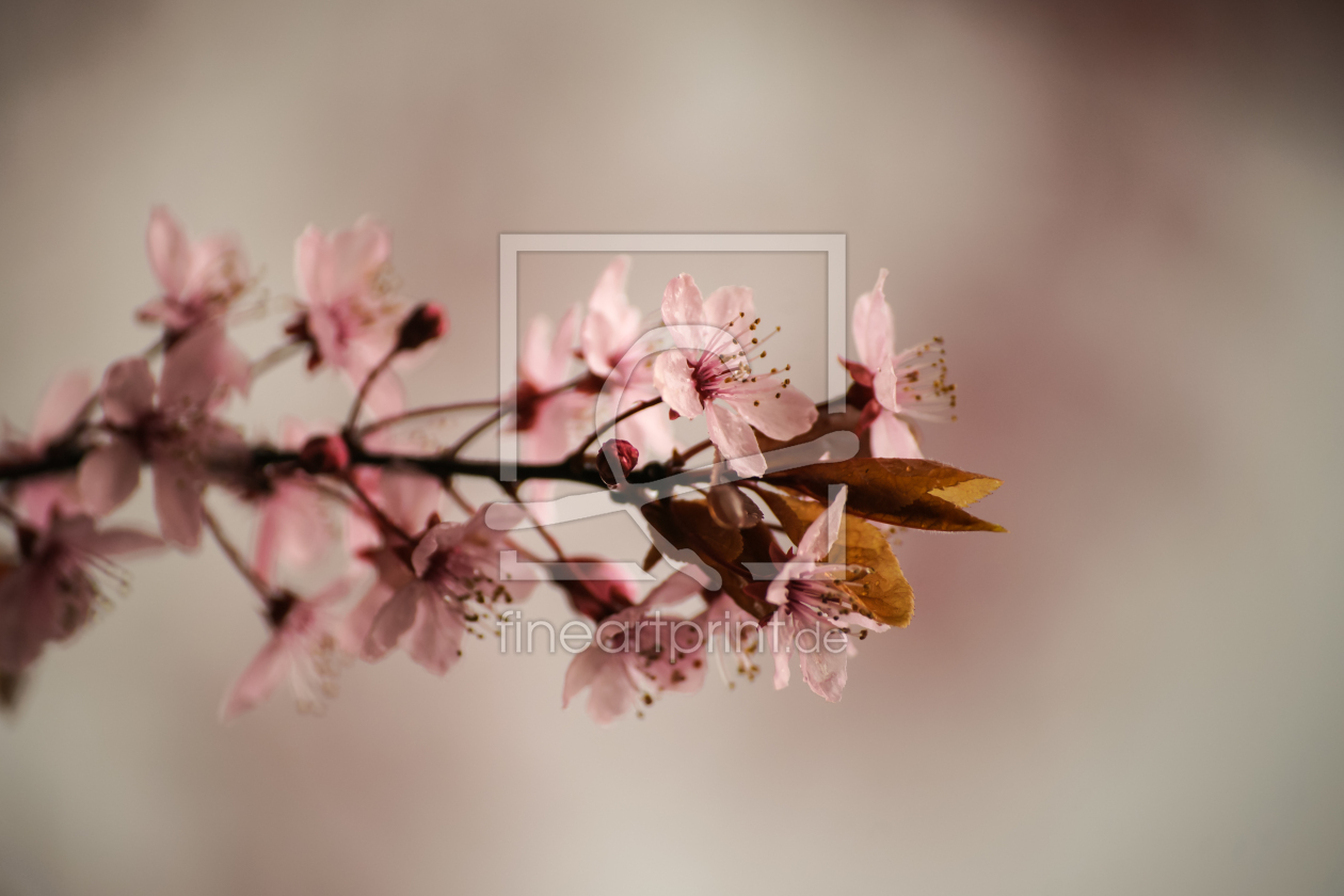 Bild-Nr.: 10869822 Kirschblüte rosa erstellt von webnaturfoto