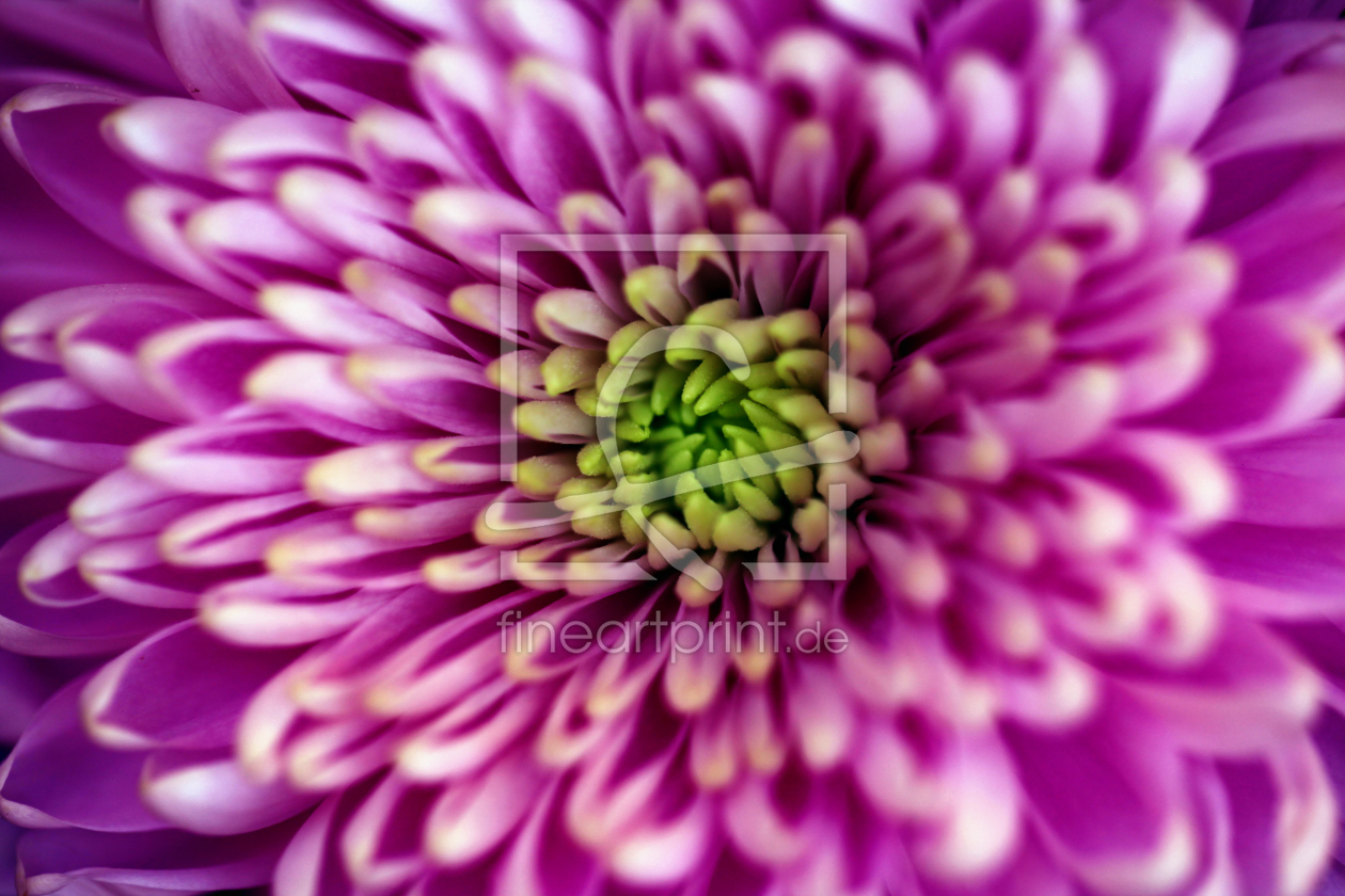 Bild-Nr.: 10869940 Chrysanthemen ( Dendranthema-Indicum-Hybriden) erstellt von Renate Knapp