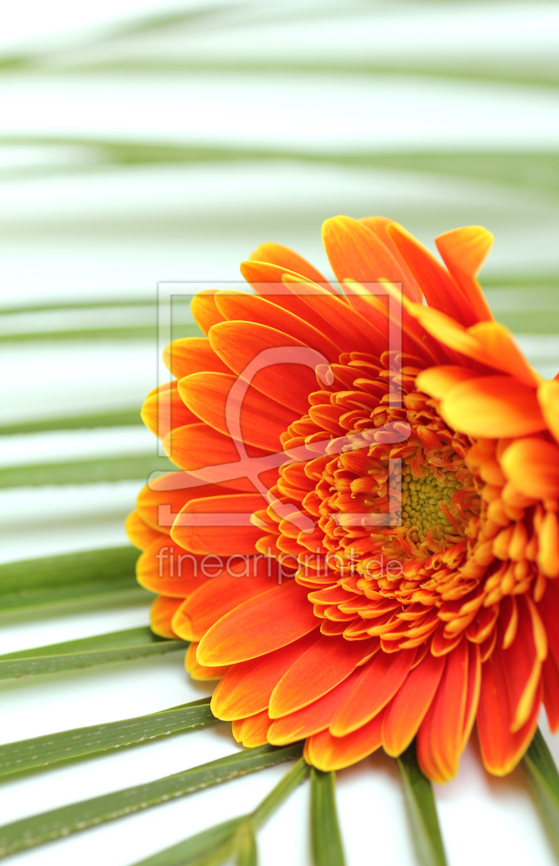 Bild-Nr.: 10870772 Gerbera mit Palme erstellt von SusaZoom