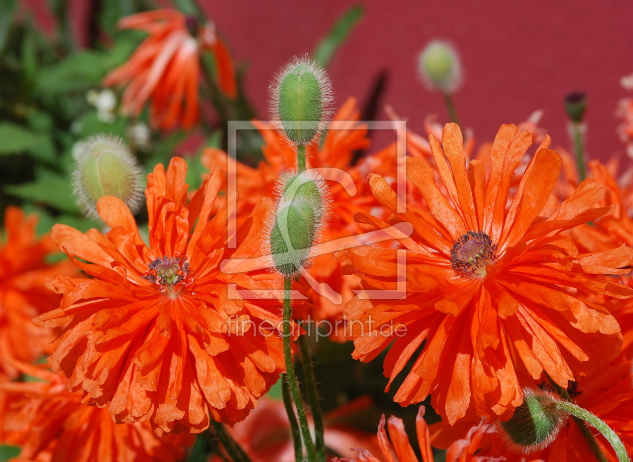 Bild-Nr.: 10870966 Fransenmohn erstellt von GUGIGEI