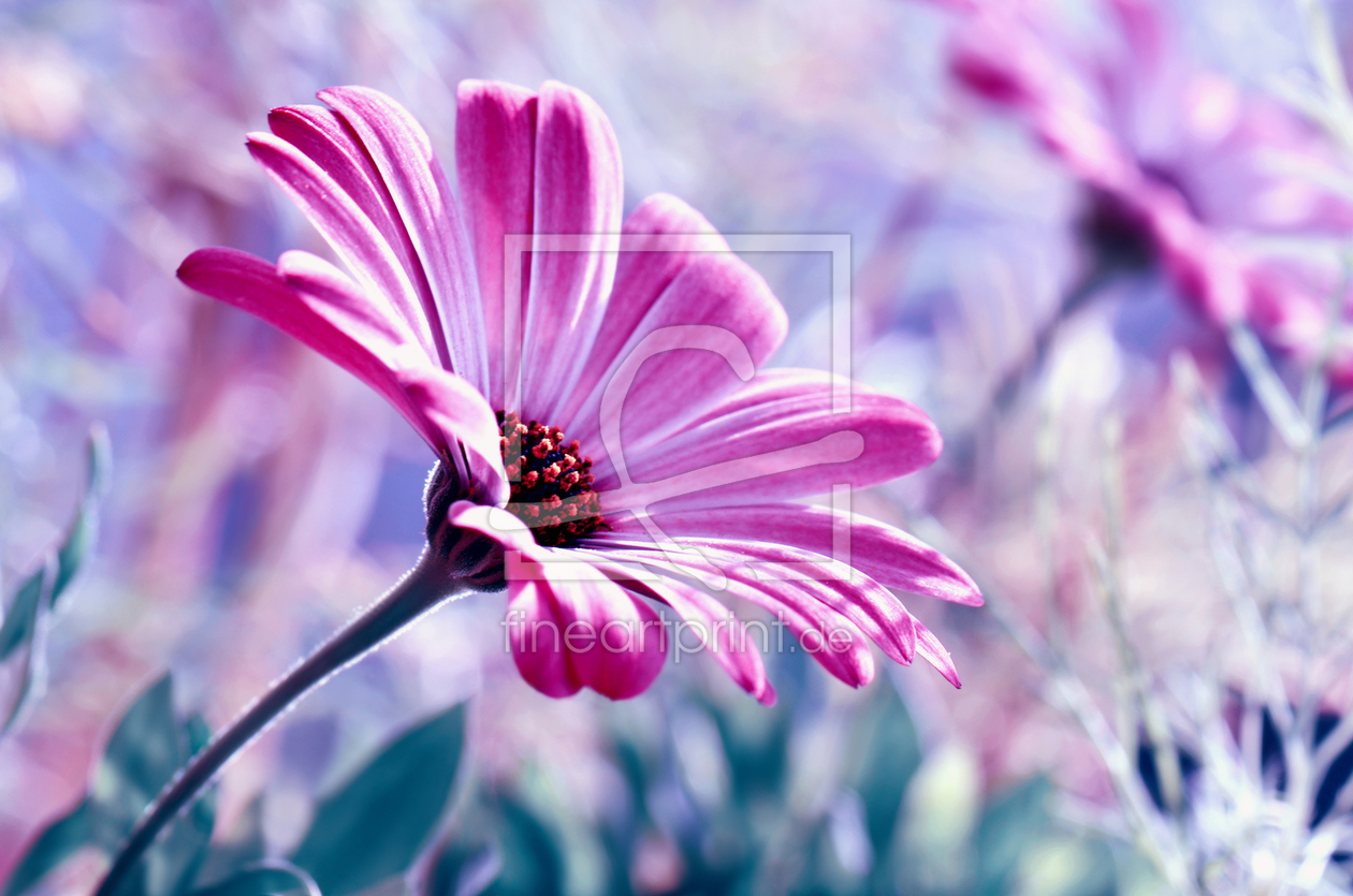 Bild-Nr.: 10871792 Sommerblumen erstellt von Atteloi