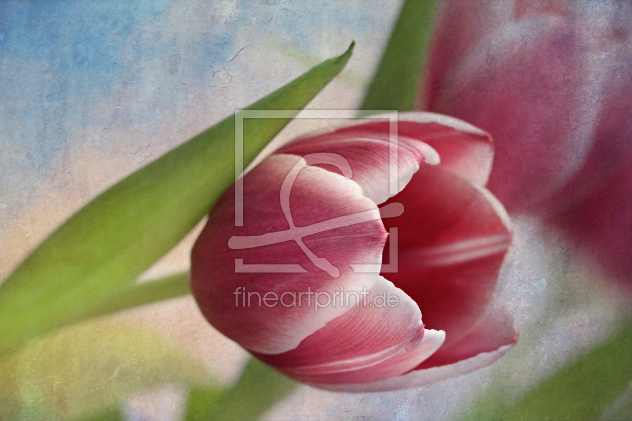 Bild-Nr.: 10872716 Tulpen erstellt von Heike Hultsch