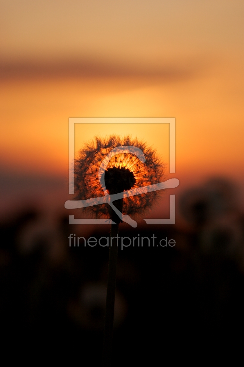 Bild-Nr.: 10873740 Pusteblume im Sonnenuntergang erstellt von holger-wuest