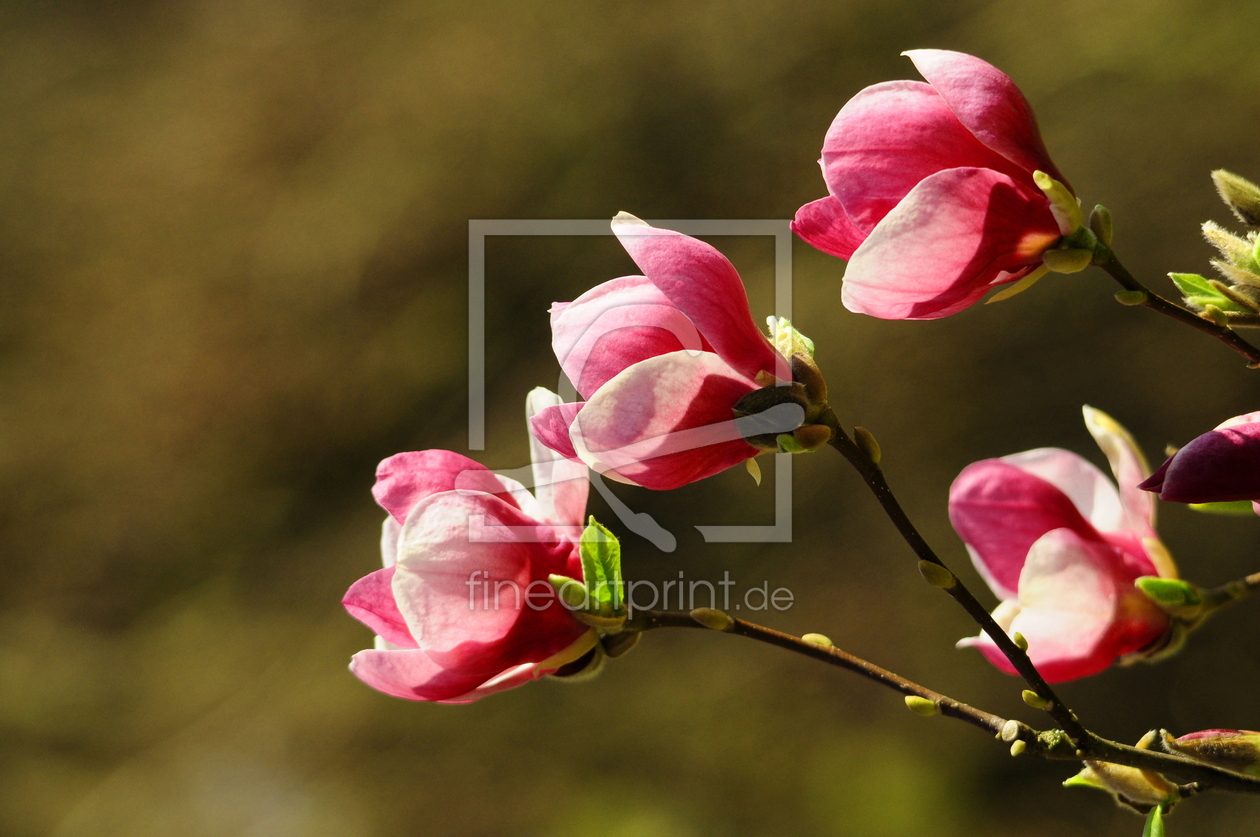 Bild-Nr.: 10876202 Die frühblühende Magnolie lädt ein erstellt von Ostfriese