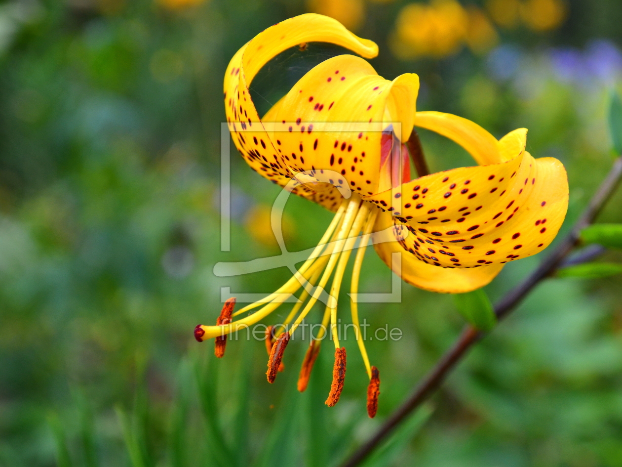 Bild-Nr.: 10876242 Die frühe Gartenlilie erstellt von Ostfriese