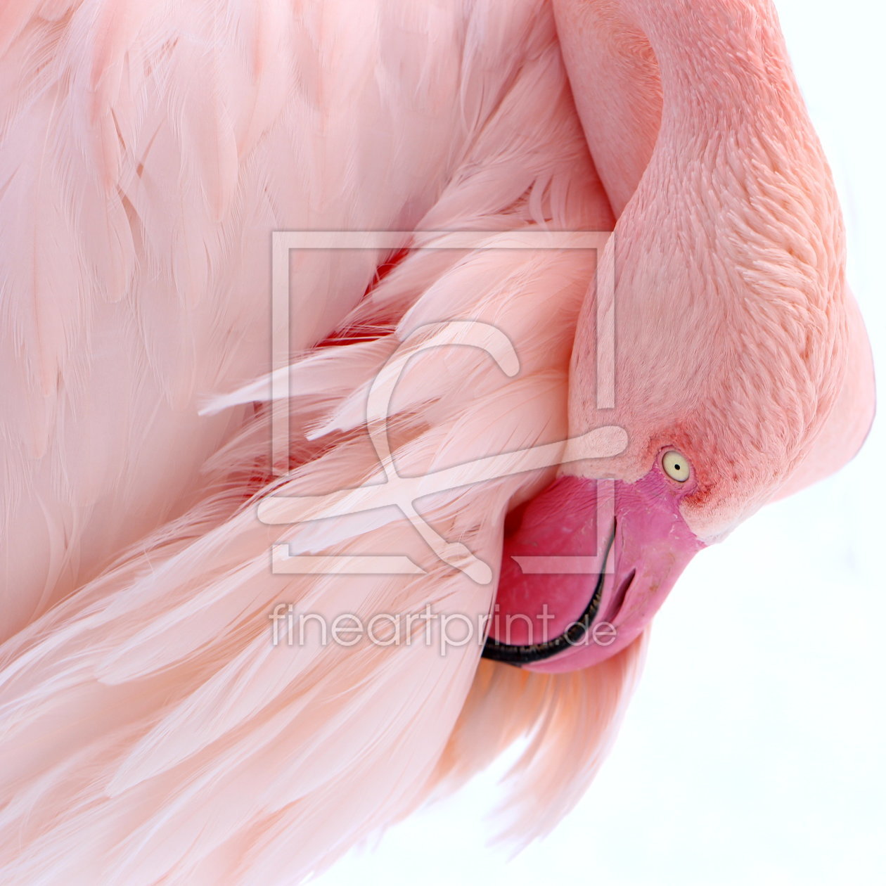 Bild-Nr.: 10876460 Flamingo erstellt von Heike  Hultsch