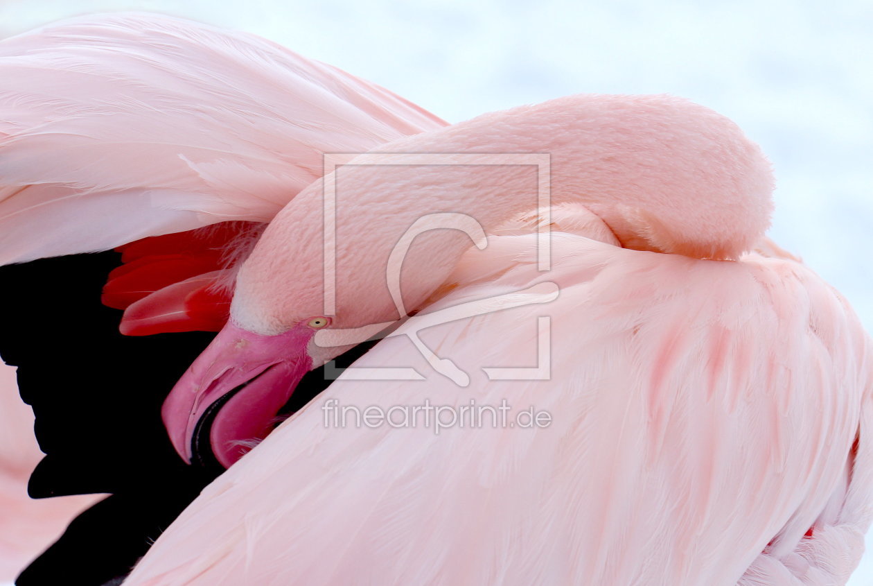 Bild-Nr.: 10877816 Rosa Flamingo erstellt von Heike Hultsch