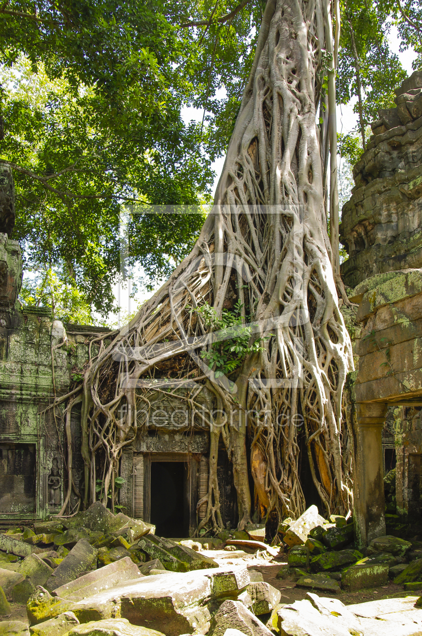 Bild-Nr.: 10880766 Ta Prohm erstellt von DenisFeiner