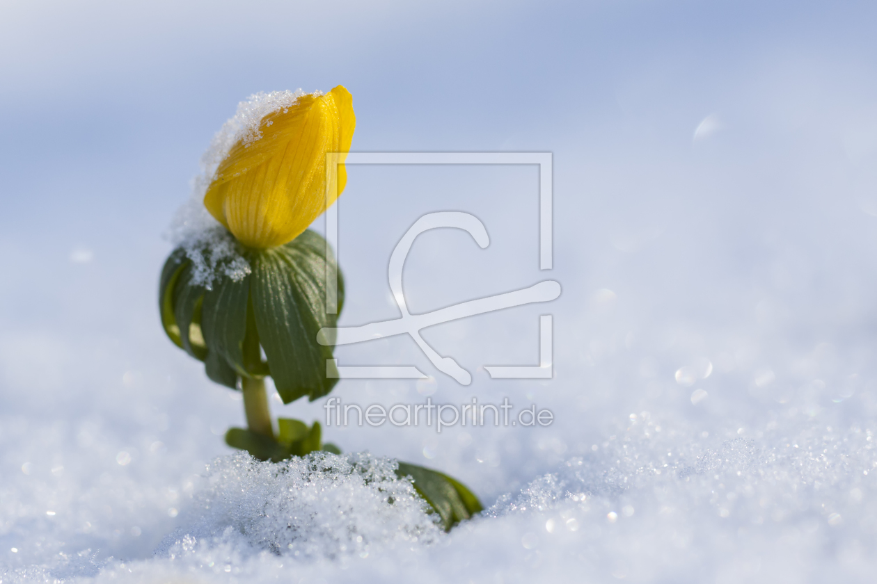 Bild-Nr.: 10881530 Schneeblümchen erstellt von Daniela Beyer