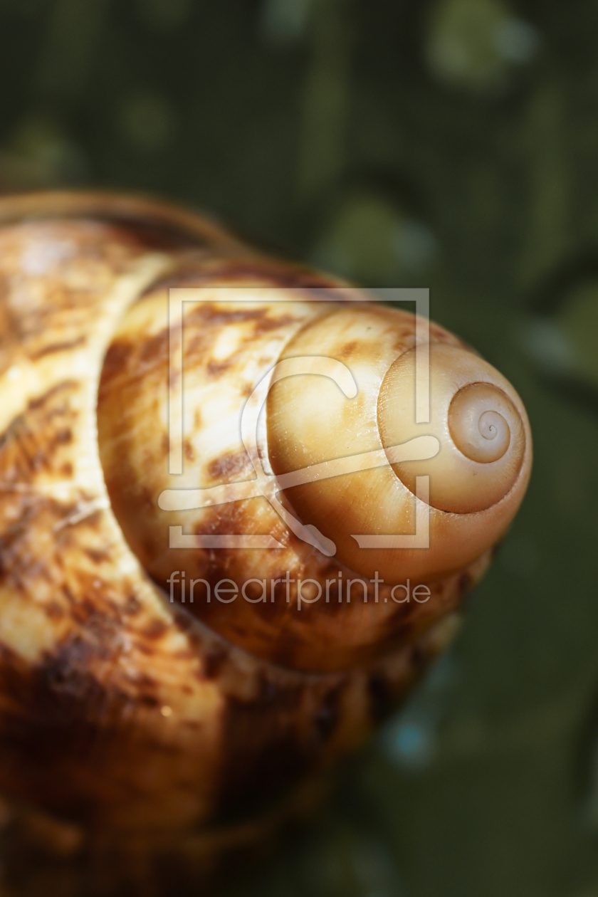 Bild-Nr.: 10885210 Achatschnecke erstellt von webnaturfoto