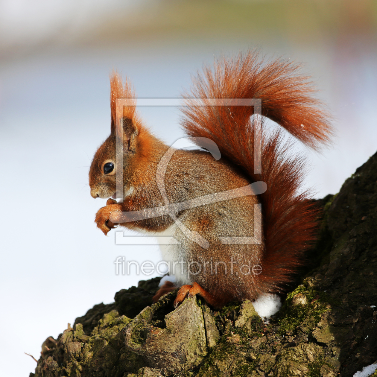 Bild-Nr.: 10885244 Eichhörnchen erstellt von Marcel Schauer