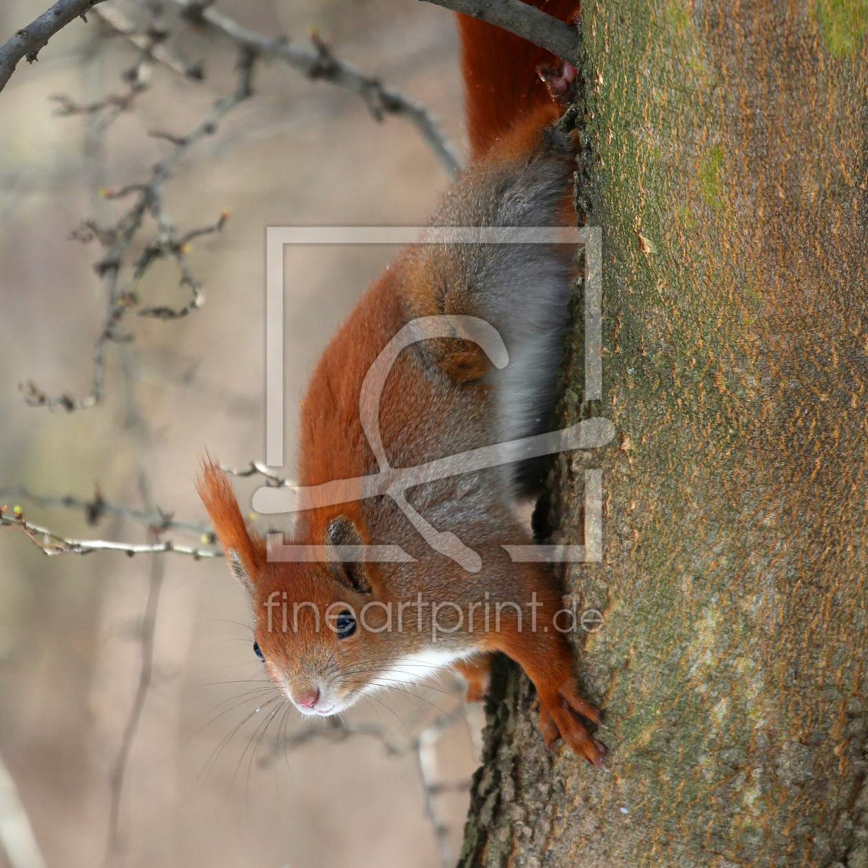 Bild-Nr.: 10885390 Eichhörnchen erstellt von Marcel Schauer