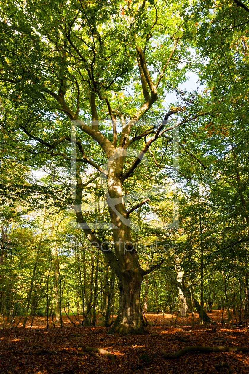 Bild-Nr.: 10886830 Leuchtender Darßwald erstellt von Reiner Würz