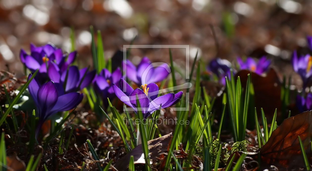 Bild-Nr.: 10887652 Gartenfreude erstellt von youhaveadream