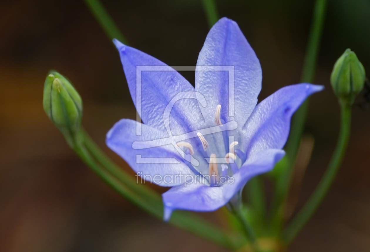 Bild-Nr.: 10887730 Blaue Sommerblume erstellt von brava64