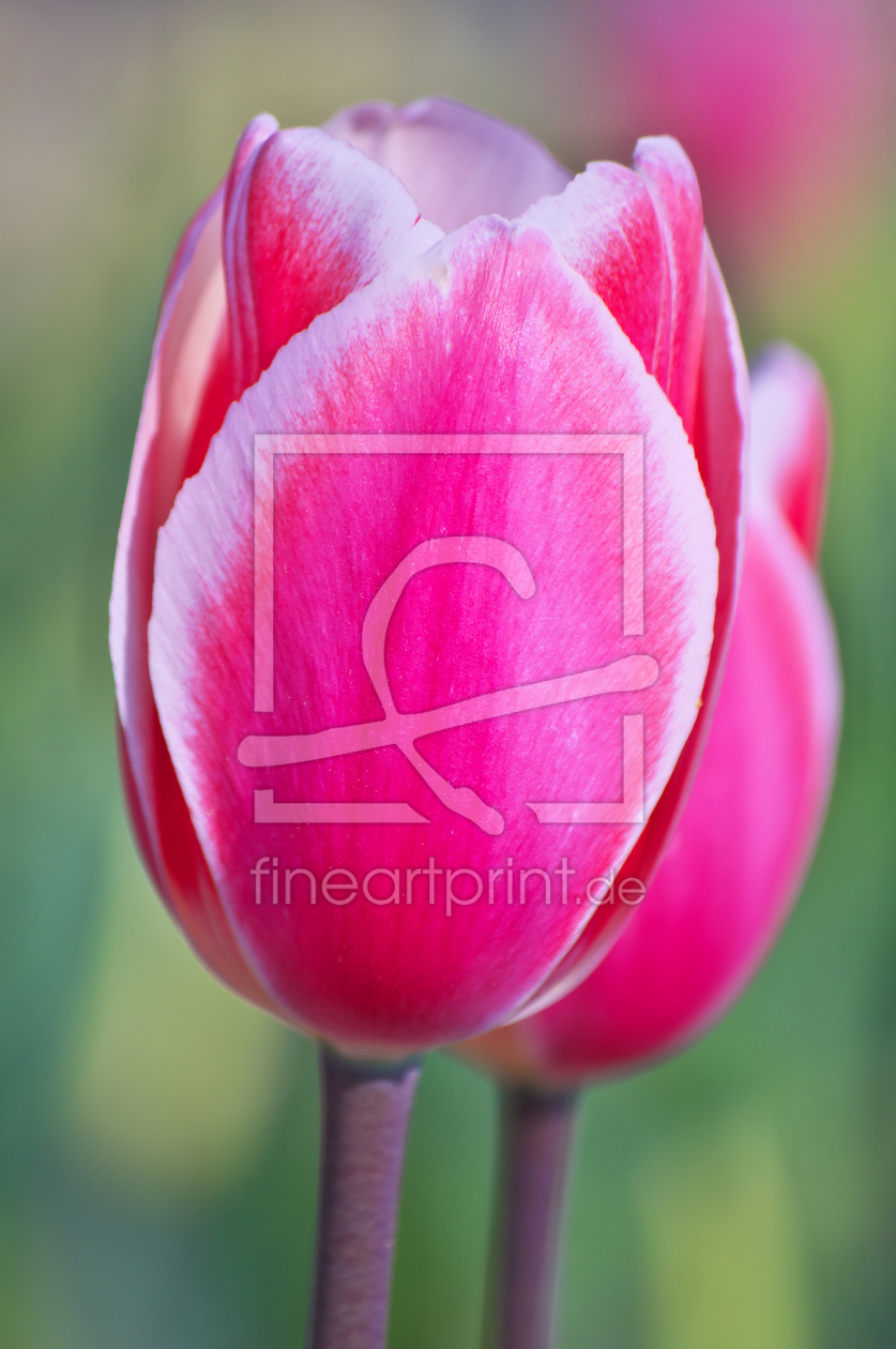 Bild-Nr.: 10887930 Pink tulips erstellt von Angela  Dölling