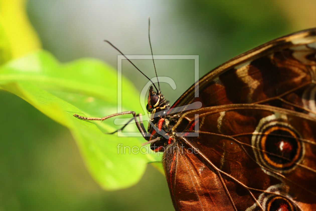 Bild-Nr.: 10889328 Bananenfalter (Caligo eurilochus) erstellt von Heike Hultsch