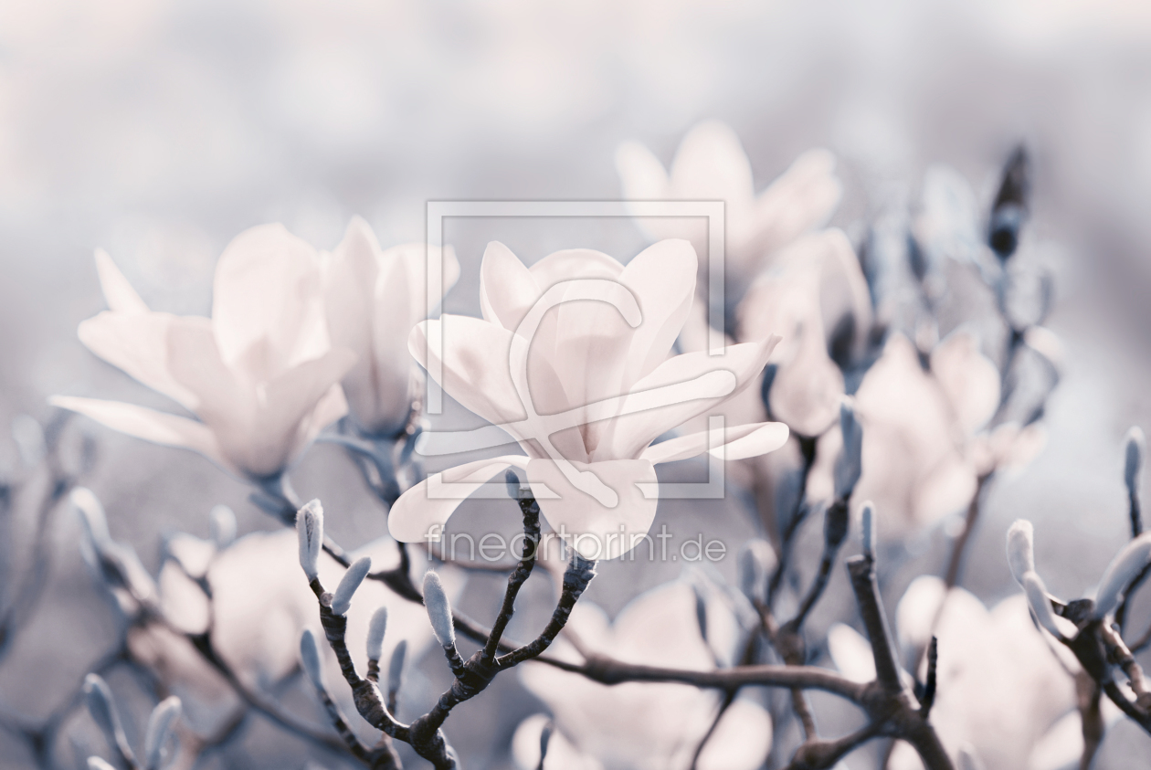 Bild-Nr.: 10889834 Magnolienblüte erstellt von Atteloi
