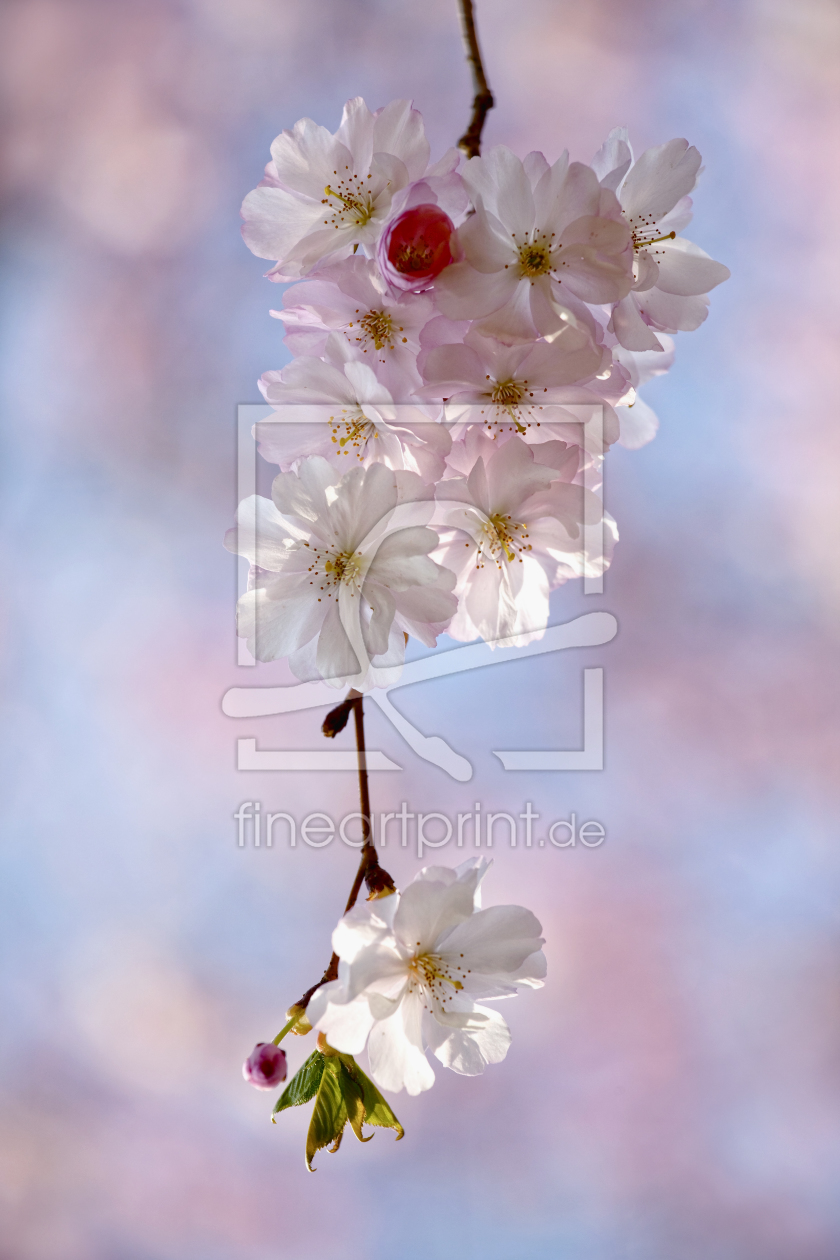 Bild-Nr.: 10889856 Kirschblüten erstellt von Thomas Herzog