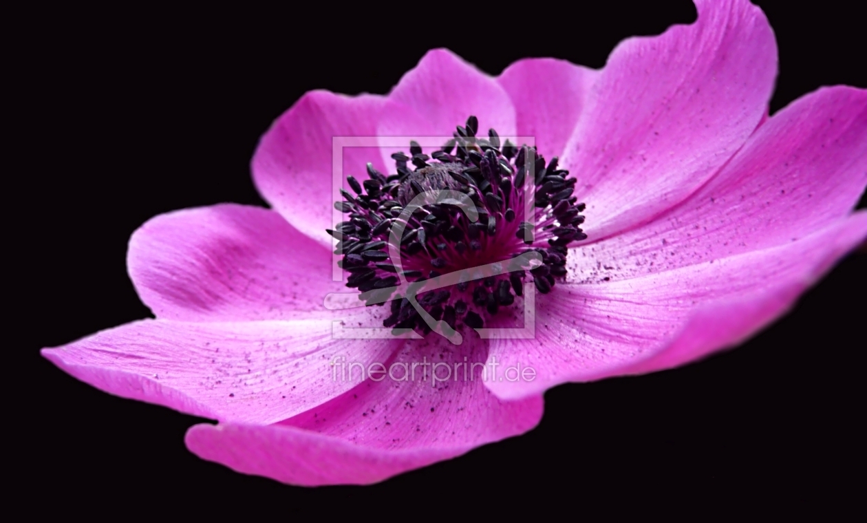 Bild-Nr.: 10892380 Pink erstellt von youhaveadream