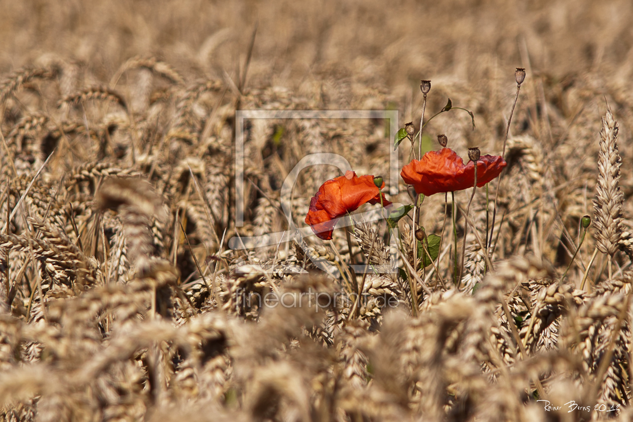 Bild-Nr.: 10892920 Roter Mohn im Kornfeld erstellt von FotoRaBe