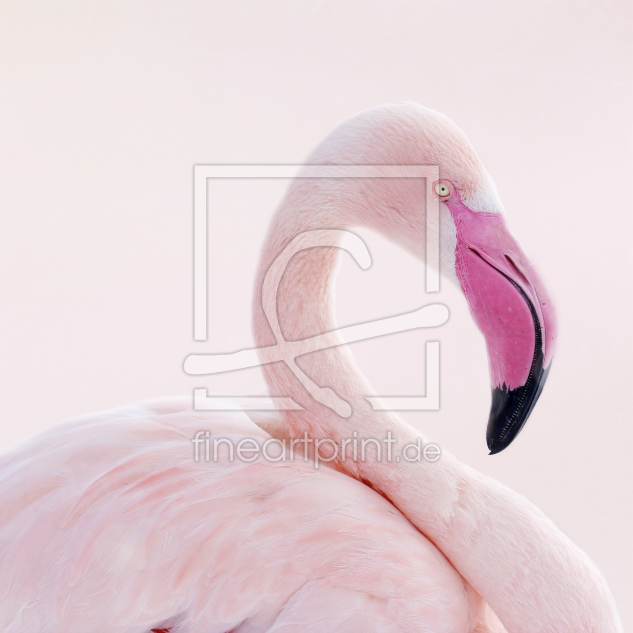 Bild-Nr.: 10893400 Flamingo erstellt von Heike Hultsch