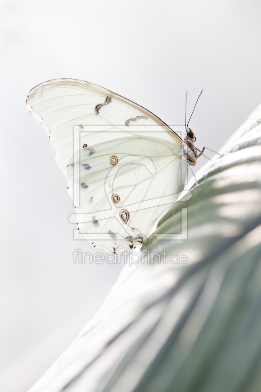 Bild-Nr.: 10893690 Butterfly erstellt von mexi-photos