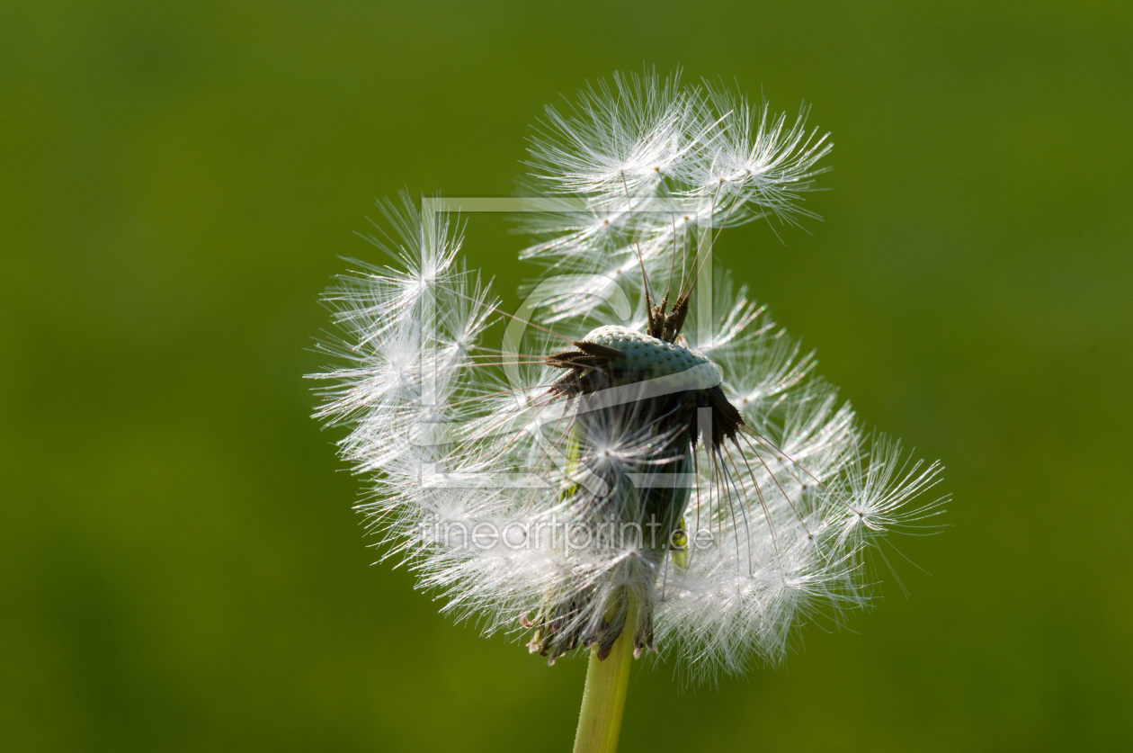 Bild-Nr.: 10894464 PUSTEBLUME erstellt von Ingo  Gerlach