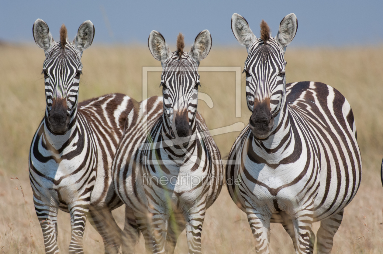 Bild-Nr.: 10896666 ZEBRAFAMILY erstellt von Ingo  Gerlach