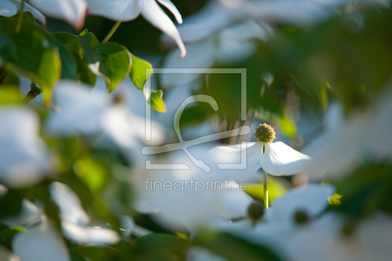 Bild-Nr.: 10896868 WHITE FLOWER erstellt von Ingo  Gerlach