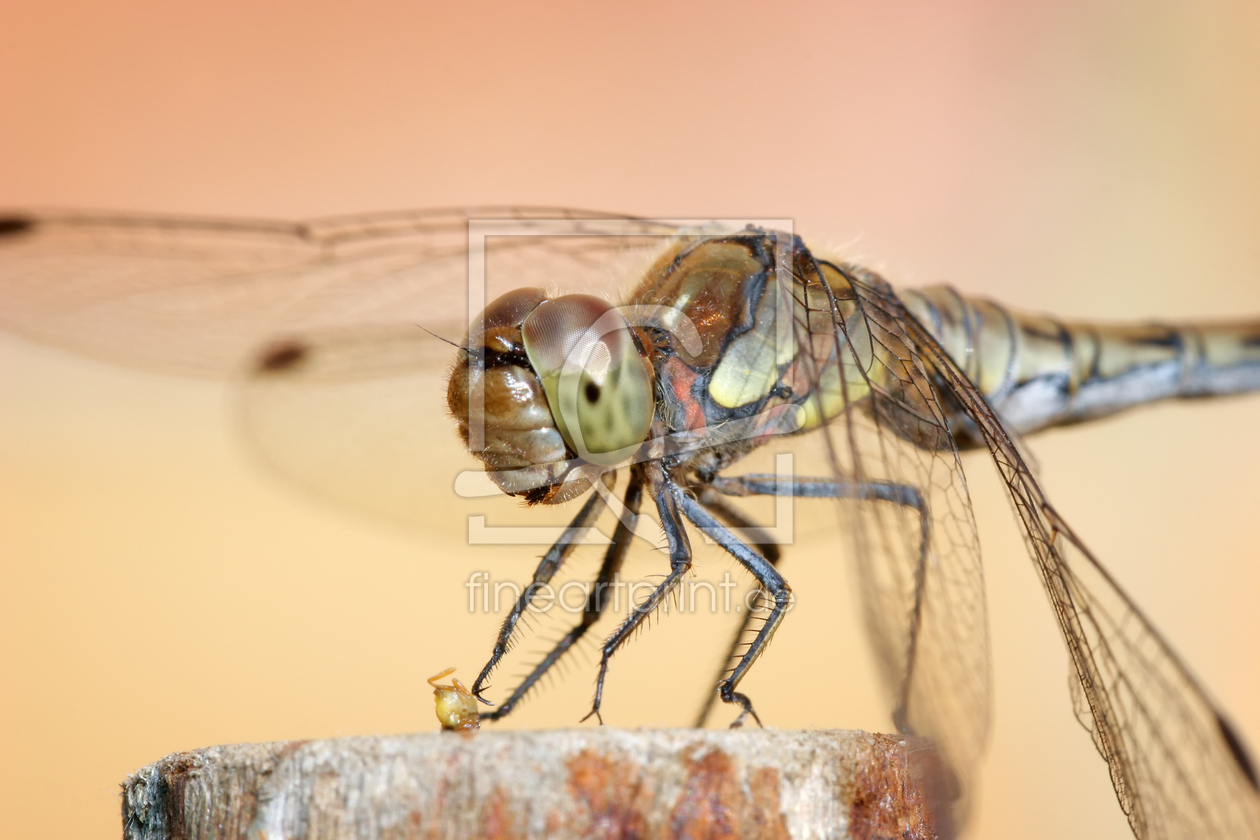 Bild-Nr.: 10896914 Libelle beim Fressen erstellt von FotoDeHRO