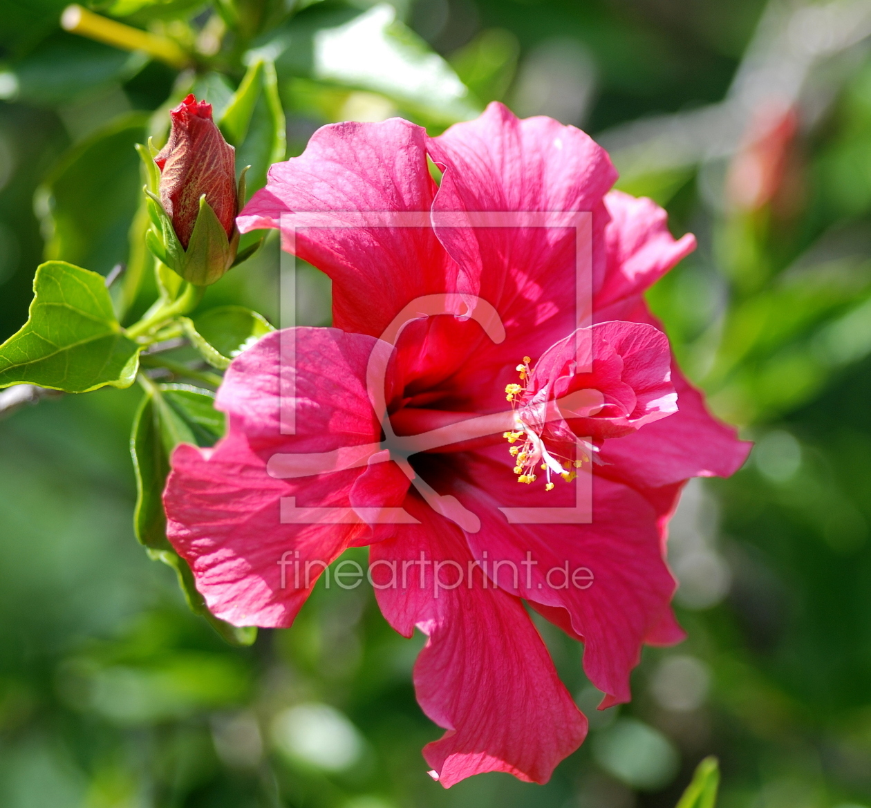 Bild-Nr.: 10896938 Hibiskusblüte erstellt von GUGIGEI