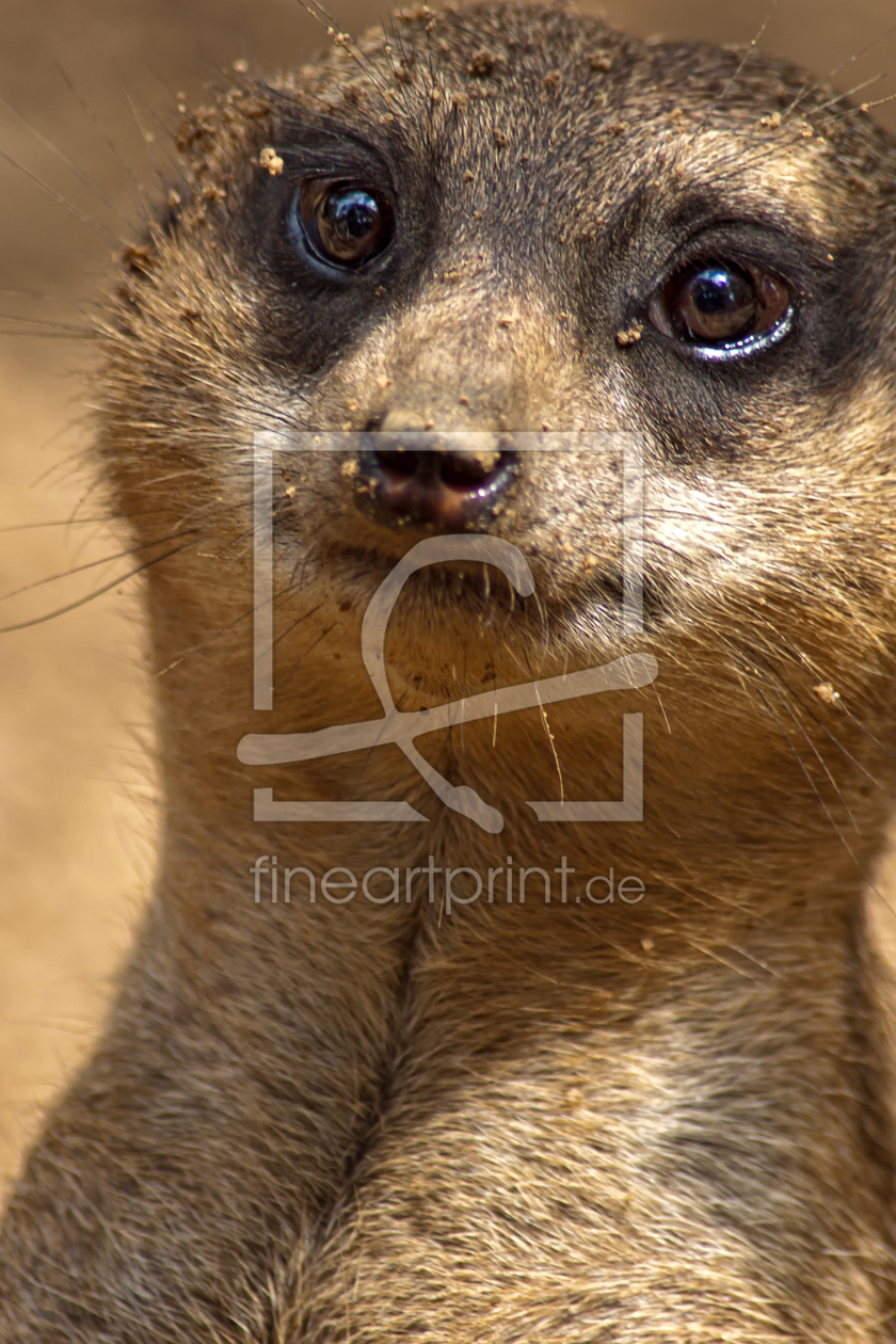 Bild-Nr.: 10897396 Erdmännchen  erstellt von FotoRaBe