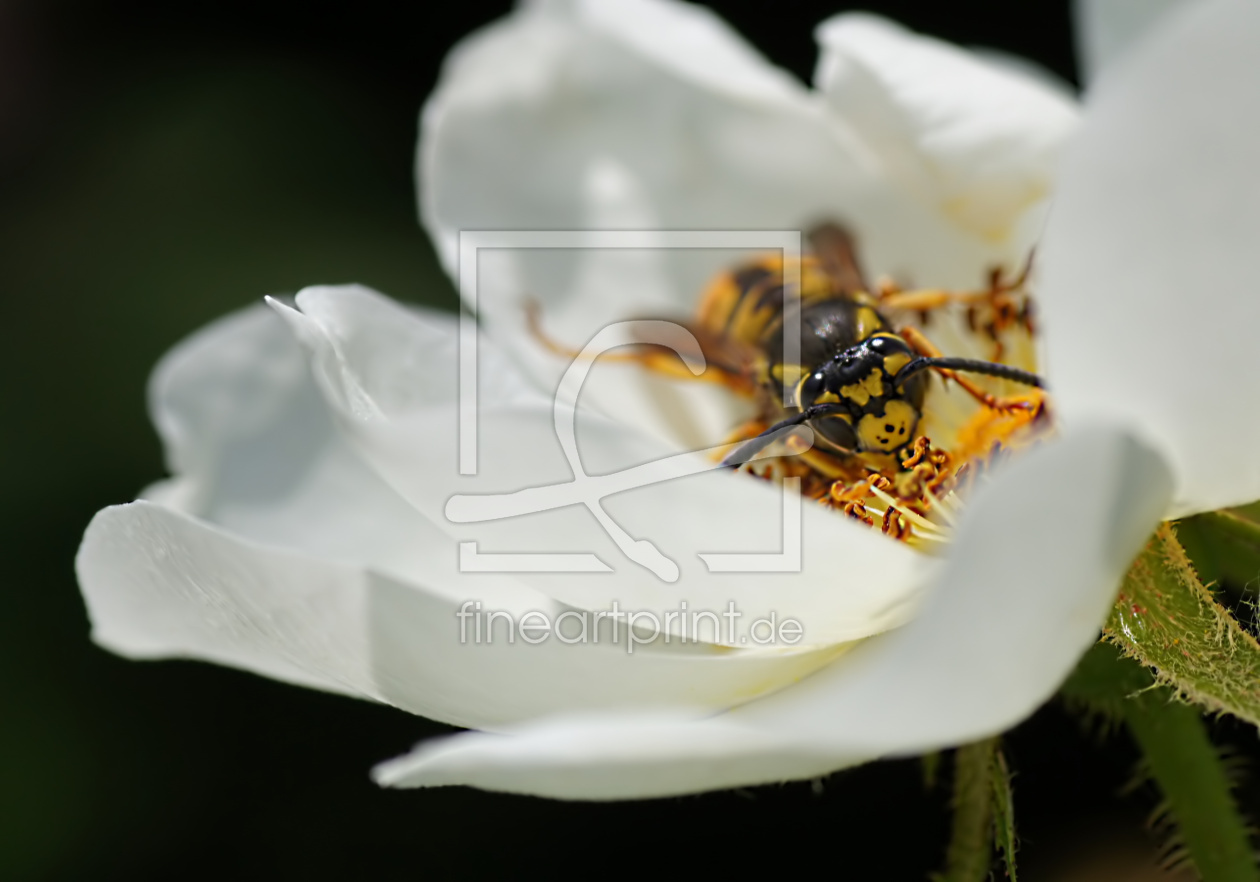 Bild-Nr.: 10897910 Wasp´s lunch erstellt von youhaveadream