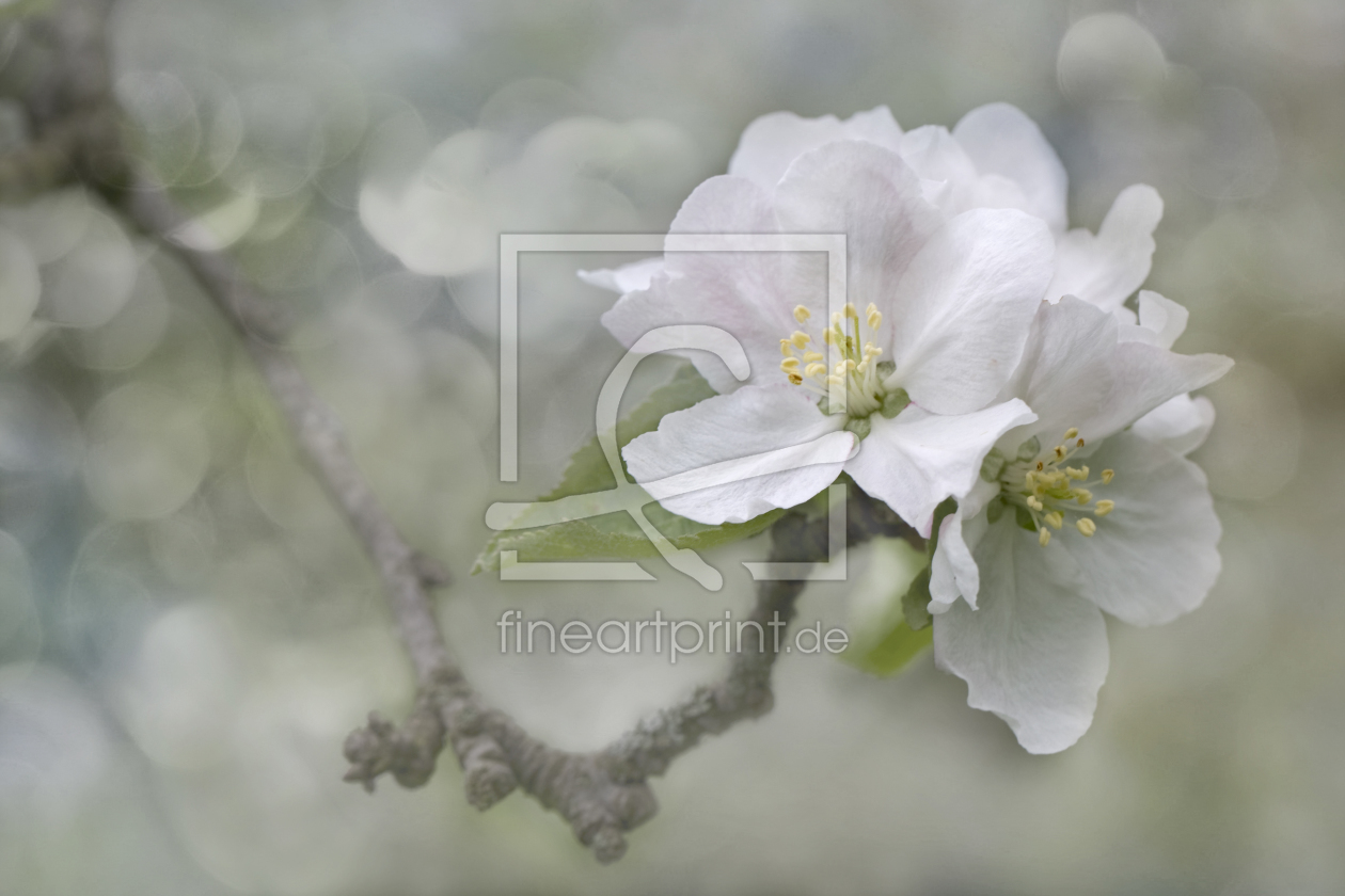 Bild-Nr.: 10898344 Appleblossom erstellt von Thomas Herzog