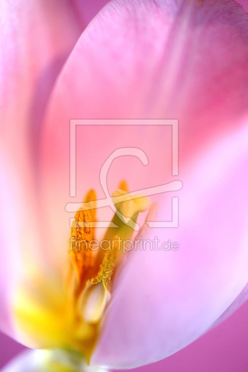 Bild-Nr.: 10899288 Tulpenherz Natur erstellt von Renate Knapp