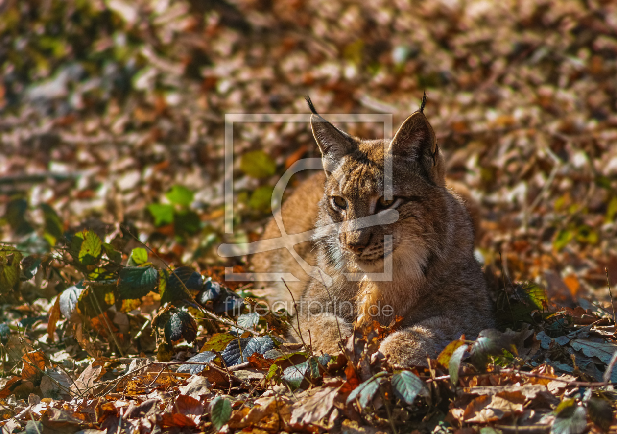 Bild-Nr.: 10901868 Little predator  erstellt von Jan Domke