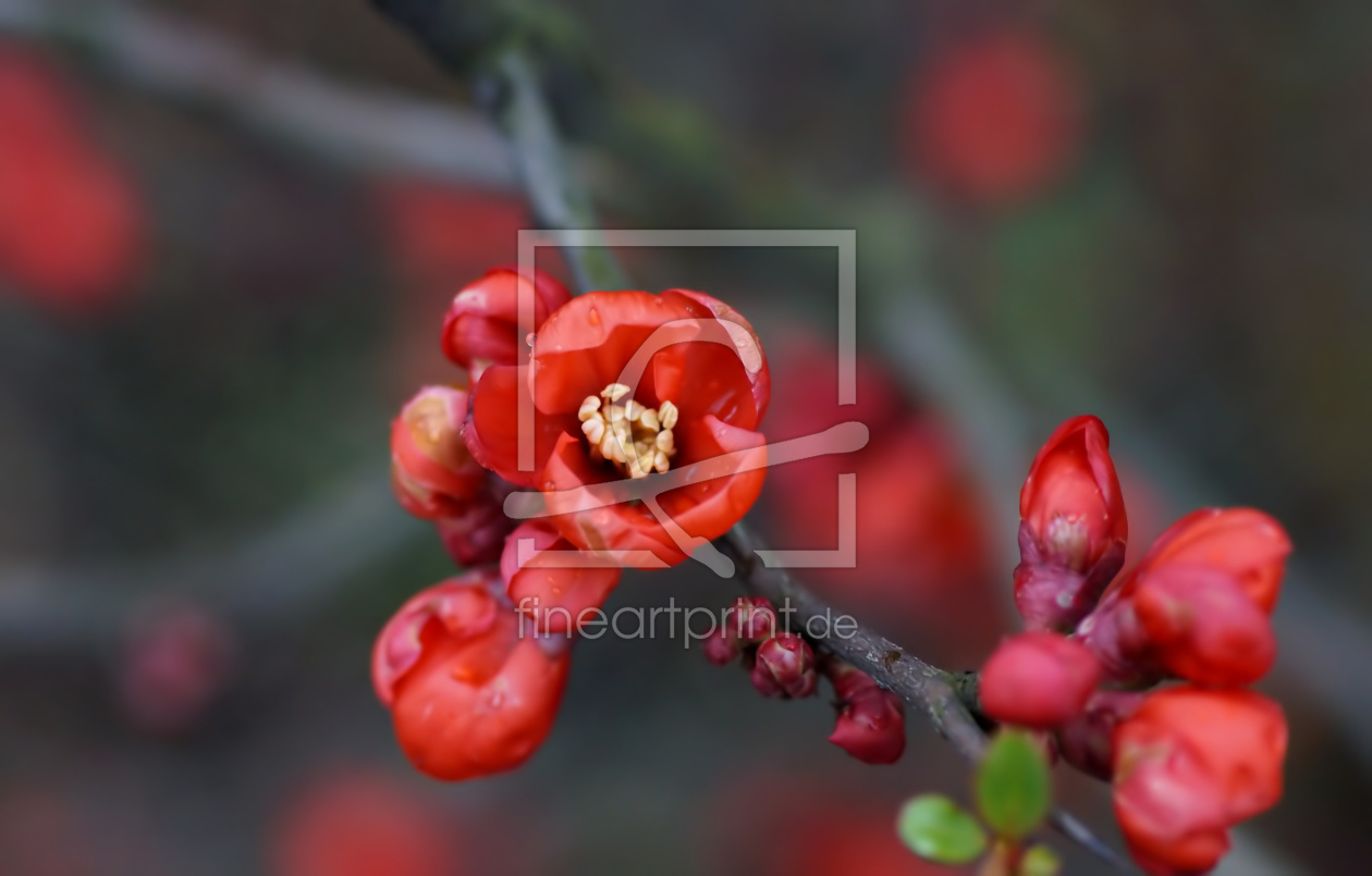 Bild-Nr.: 10902442 Rouge erstellt von youhaveadream