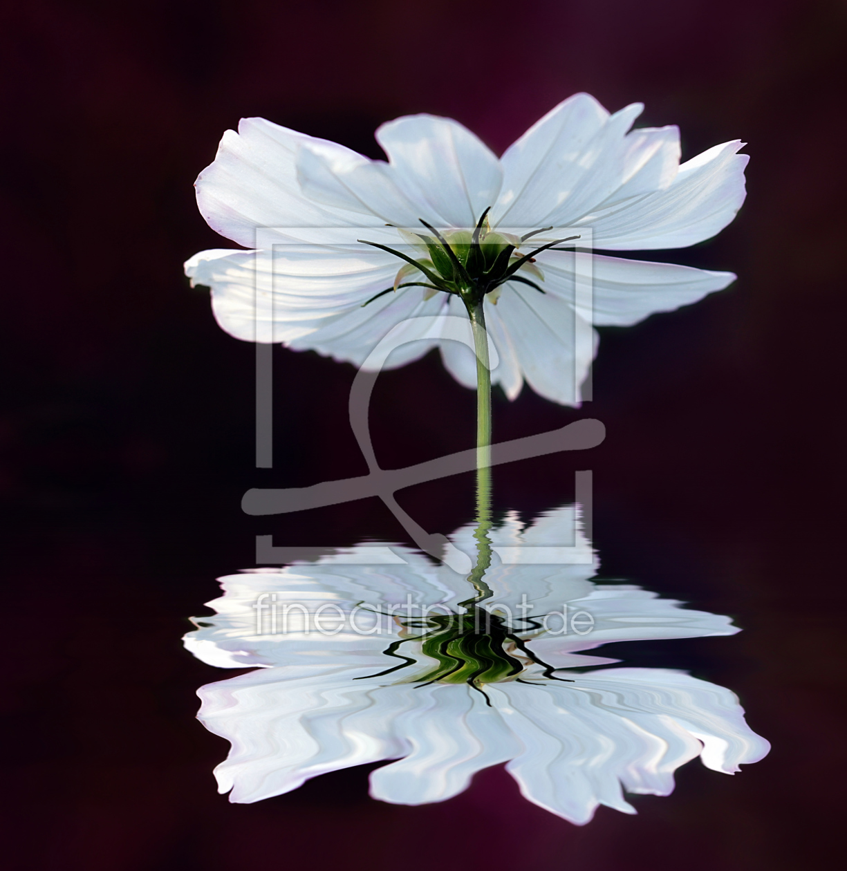 Bild-Nr.: 10902574 Cosmea Fantasie erstellt von Renate Knapp