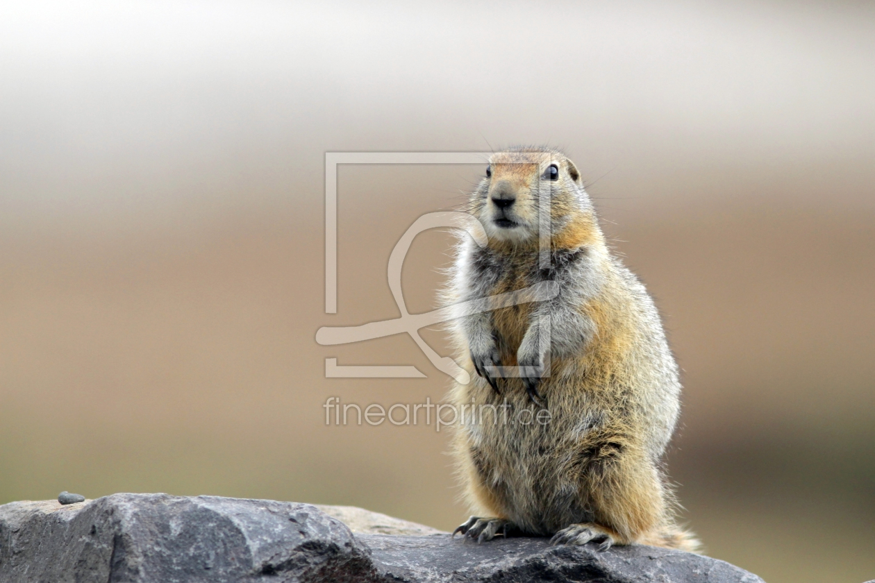 Bild-Nr.: 10903488 Groundsquirrel-Erdhörnchen erstellt von littlebear