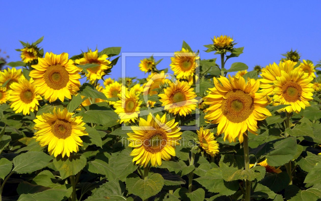 Bild-Nr.: 10904606 sunflowers erstellt von GUGIGEI